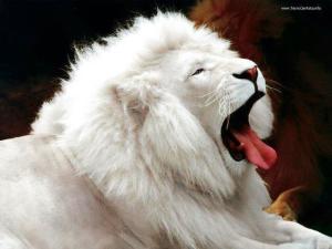 Beautiful White Lion Found very rarely
